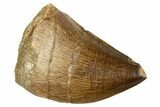 Fossil Mosasaur (Thalassotitan) Tooth - Morocco #374607-1